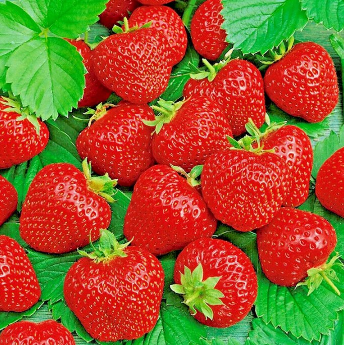 200 Ali Baba Strawberry Seeds Spring Perennial Heirloom Non-Gmo Fruit Usa Buy Seeds Online