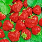 200 Ali Baba Strawberry Seeds Spring Perennial Heirloom Non-Gmo Fruit Usa Buy Seeds Online