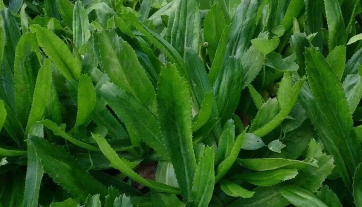 1000 Culantro Seeds Recao Ng&Atilde;&sup2; Gai Non-Gmo Eryngium Foetidum Tropical Herb Buy Seeds Online