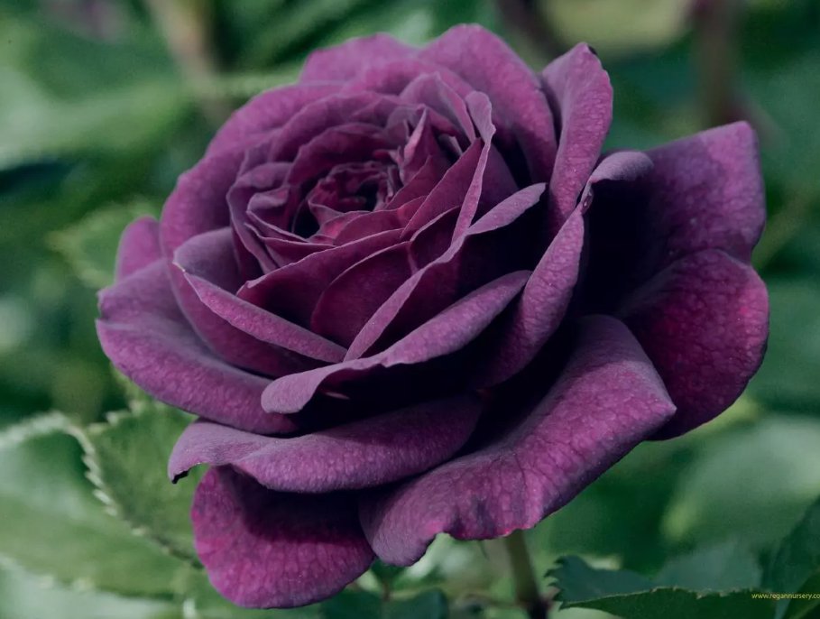 50 Dark Purple #15 Rose Rose Bush ~Rare-G-Usa Seller Buy Seeds Online