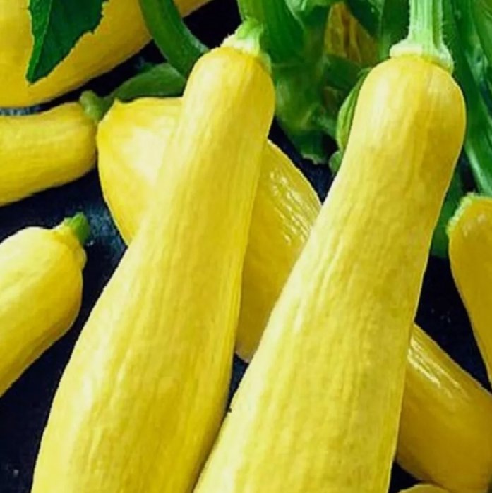 20 Straightneck Squash Seeds Non-Gmo Squash Seeds Fresh Heirloom Garden Seeds Buy Seeds Online