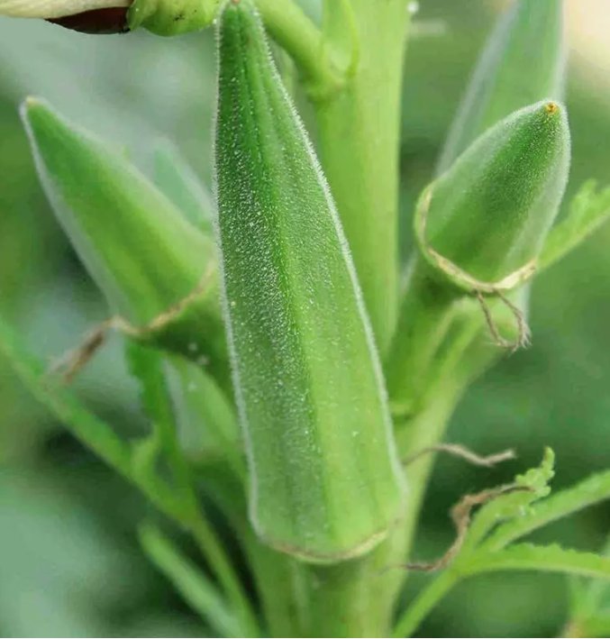 30 Clemson Spineless Okra Seeds Non-Gmo Gumbo Lady'S Fingers Gombo Bendi Buy Seeds Online