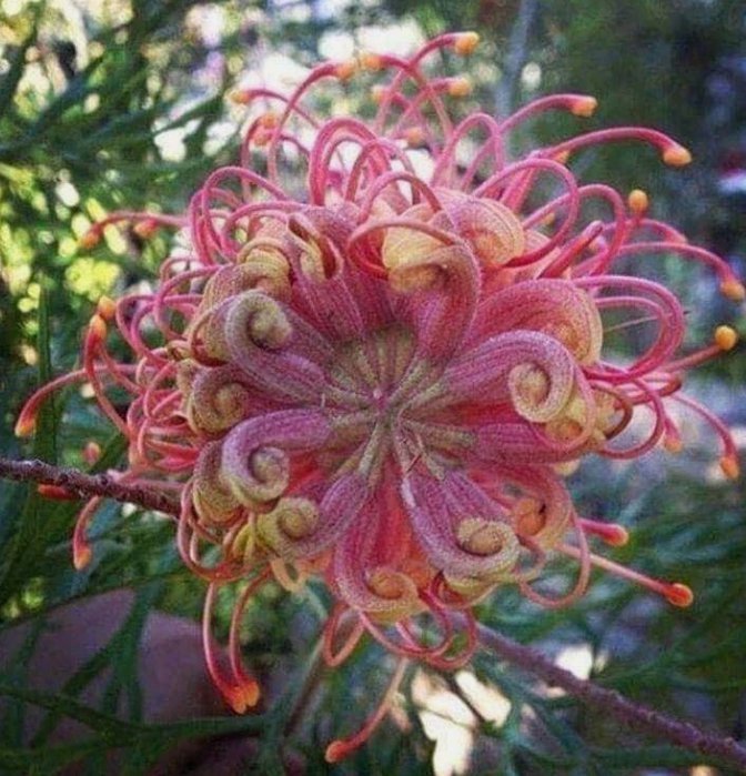 20 Passion Bee Flower Garden Flower Seeds For Spring Summer Gmo Organic Colorfu Buy Seeds Online