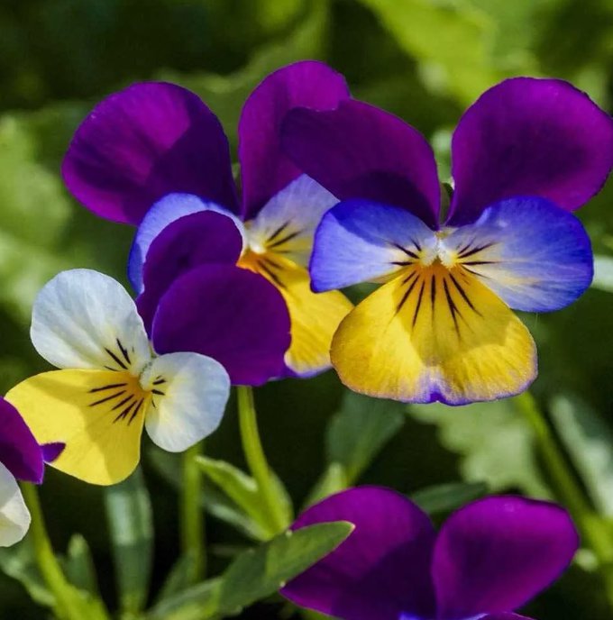 500 Johnny Jump Up Seeds Viola Flower Seeds  Usa Buy Seeds Online