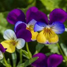 500 Johnny Jump Up Seeds Viola Flower Seeds  Usa Buy Seeds Online