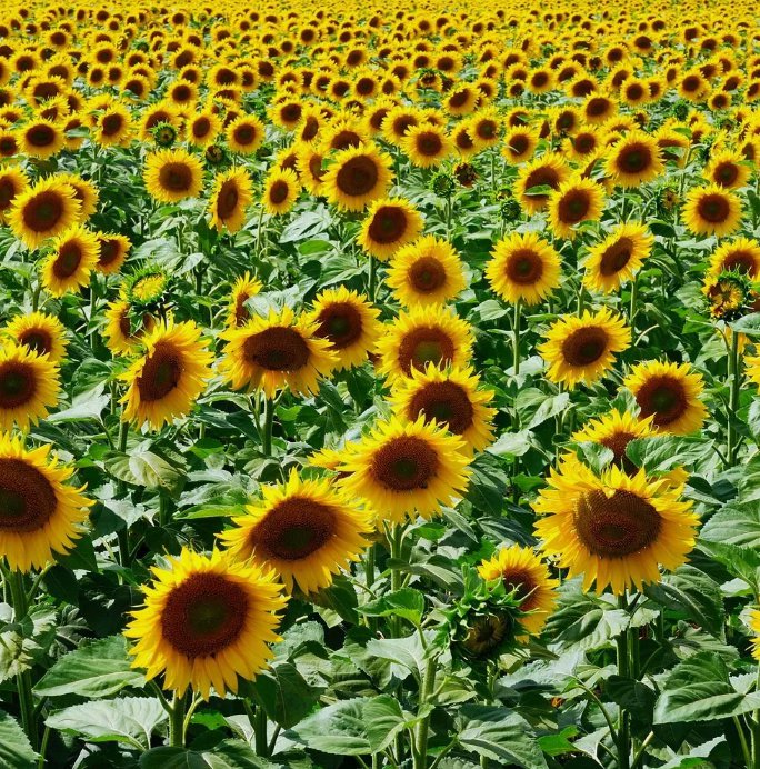 25 Mammoth Grey Stripe Sunflower Seeds Helianthus Annuus Non-Gmo  Buy Seeds Online