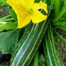 25 Cocozelle Zucchini Summer Squash Seeds Non-Gmo Cocozella Di Napoli  Buy Seeds Online