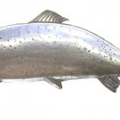 Antique Fish Plater Metal Nautical Art Artist Marine Signed Wall Hanging Antique Fish Plater Metal Nautical Art Artist Marine Signed Wall Hanging