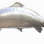 Antique Fish Plater Metal Nautical Art Artist Marine Signed Wall Hanging
