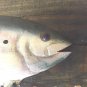Vintage Nautical Rainbow Trout Fish Wall Hanging Art Handmade Wood Carved Art