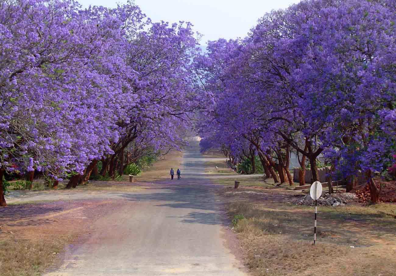 20 Blue Jacaranda Tree Seeds (Spectacular Flowers, Fast)