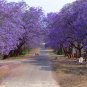 20 Blue Jacaranda Tree Seeds (Spectacular Flowers, Fast)