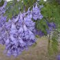 20 Blue Jacaranda Tree Seeds (Spectacular Flowers, Fast)