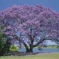20 Blue Jacaranda Tree Seeds (Spectacular Flowers, Fast)