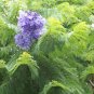 20 Blue Jacaranda Tree Seeds (Spectacular Flowers, Fast)