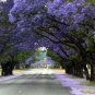 20 Blue Jacaranda Tree Seeds (Spectacular Flowers, Fast)