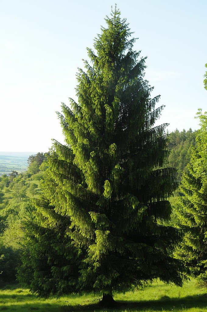 30 Norway Spruce, Picea abies, Tree Seeds (Fast Evergreen)