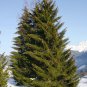 30 Norway Spruce, Picea abies, Tree Seeds (Fast Evergreen)