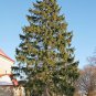 30 Norway Spruce, Picea abies, Tree Seeds (Fast Evergreen)
