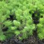 20 Green Douglas Fir Tree Seeds