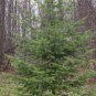 20 Green Douglas Fir Tree Seeds