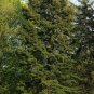 20 Green Douglas Fir Tree Seeds