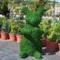 30 Boxwood, Buxus sempervirens, Seeds