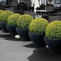 30 Boxwood, Buxus sempervirens, Seeds