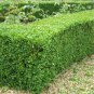30 Boxwood, Buxus sempervirens, Seeds
