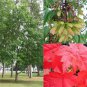30 Seeds Red Maple, Acer rubrum Tree Seeds (Fall Color, Fast, Hardy)