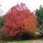 30 Seeds Red Maple, Acer rubrum Tree Seeds (Fall Color, Fast, Hardy)