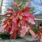 30 Seeds Red Maple, Acer rubrum Tree Seeds (Fall Color, Fast, Hardy)