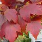 30 Seeds Red Maple, Acer rubrum Tree Seeds (Fall Color, Fast, Hardy)