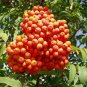 50 Seeds Rowan, Sorbus aucuparia, Tree Seeds (Fast, Fall Color)