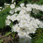 50 Seeds Rowan, Sorbus aucuparia, Tree Seeds (Fast, Fall Color)