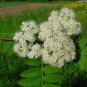 50 Seeds Rowan, Sorbus aucuparia, Tree Seeds (Fast, Fall Color)