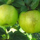 20 Seeds Antonovka Apple, Malus Domestica “Antonovka”, Tree Seeds (Fast, Edible, Hardy)