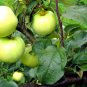 20 Seeds Antonovka Apple, Malus Domestica âAntonovkaâ, Tree Seeds (Fast, Edible, Hardy)