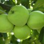 20 Seeds Antonovka Apple, Malus Domestica âAntonovkaâ, Tree Seeds (Fast, Edible, Hardy)