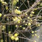 5 Seeds Fragrant Wintersweet Shrub, Chimonanthus praecox, Seeds (Showy Winter Bloom)