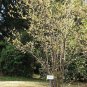 5 Seeds Fragrant Wintersweet Shrub, Chimonanthus praecox, Seeds (Showy Winter Bloom)