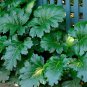 5 Seeds Bear's Breeches, Acanthus mollis, Perennial Seeds