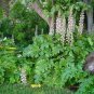 5 Seeds Bear's Breeches, Acanthus mollis, Perennial Seeds
