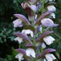 5 Seeds Bear's Breeches, Acanthus mollis, Perennial Seeds