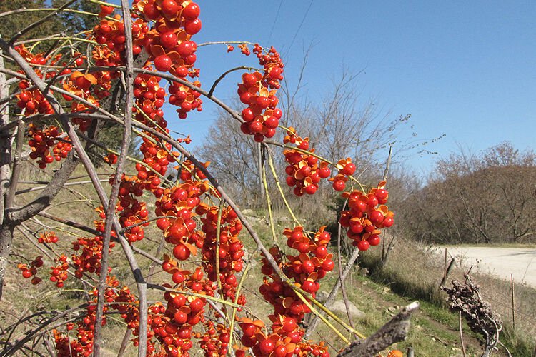 American Bittersweet, Celastrus scandens, Vine Seeds (Fast, Hardy, Showy)