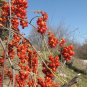 American Bittersweet, Celastrus scandens, Vine Seeds (Fast, Hardy, Showy)