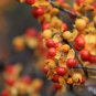 American Bittersweet, Celastrus scandens, Vine Seeds (Fast, Hardy, Showy)