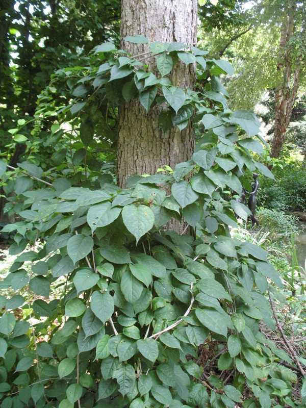 American Bittersweet, Celastrus scandens, Vine Seeds (Fast, Hardy, Showy)