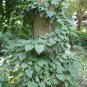 American Bittersweet, Celastrus scandens, Vine Seeds (Fast, Hardy, Showy)