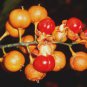 American Bittersweet, Celastrus scandens, Vine Seeds (Fast, Hardy, Showy)